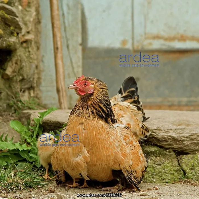 : Chicken - with chicks sheltering under plumage - in farmyard : Chicken - with chicks sheltering under plumage - in farmyard