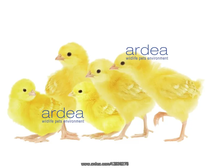  : Chicken - chicks in studio
