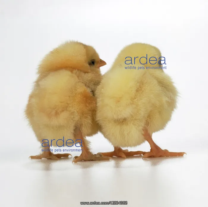  : CHICKEN - two chicks, back view