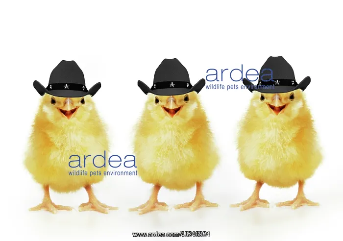  : Chicken, Three Chicks wearing Cowboy hats smiling, laughing