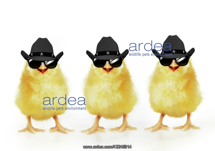 : Chicken, Three Chicks wearing Cowboy hats and sunglasses, sm : Chicken, Three Chicks wearing Cowboy hats and sunglasses, sm
