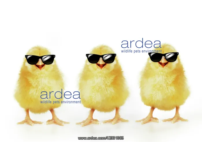 : Chicken, Three Chicks wearing sunglasses, smiling, laughing : Chicken, Three Chicks wearing sunglasses, smiling, laughing