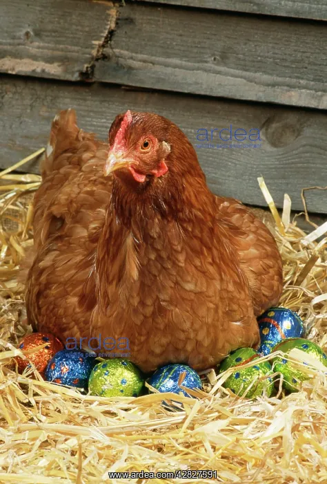  : CHICKEN - on chocolate Easter eggs