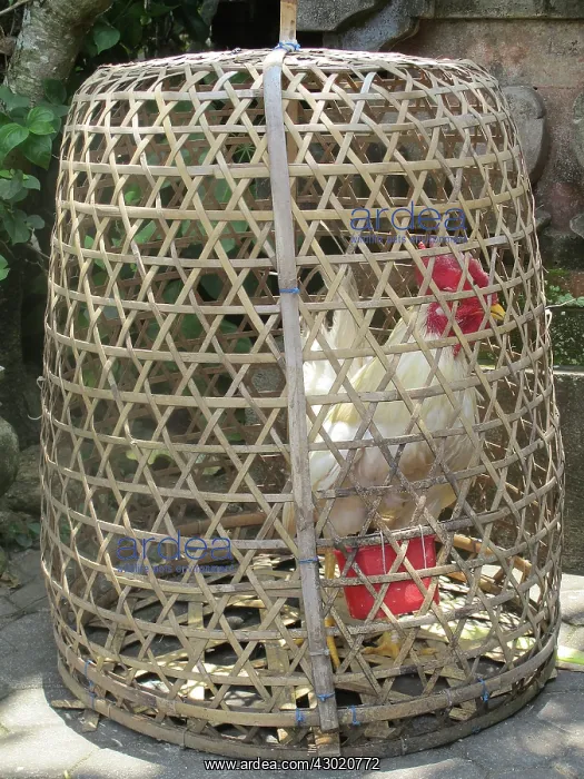  : Chicken cock in cage