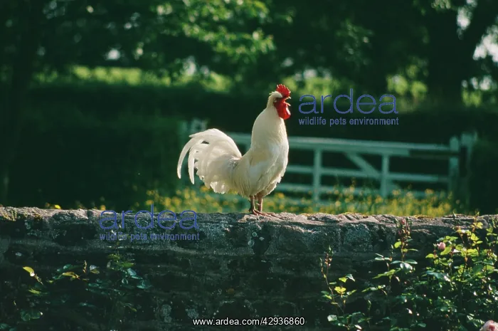  : CHICKEN - Cock crowing on farm wall