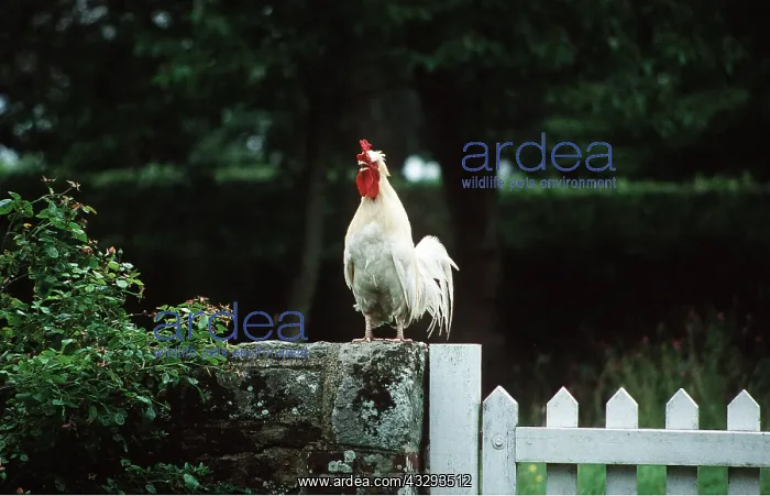 : CHICKEN - Cock crowing on fence : CHICKEN - Cock crowing on fence
