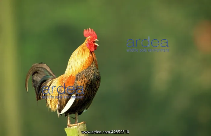  : Chicken - Cockerel crowing