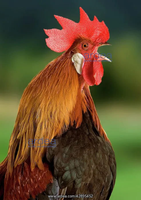  : Chicken - Cockerel crowing