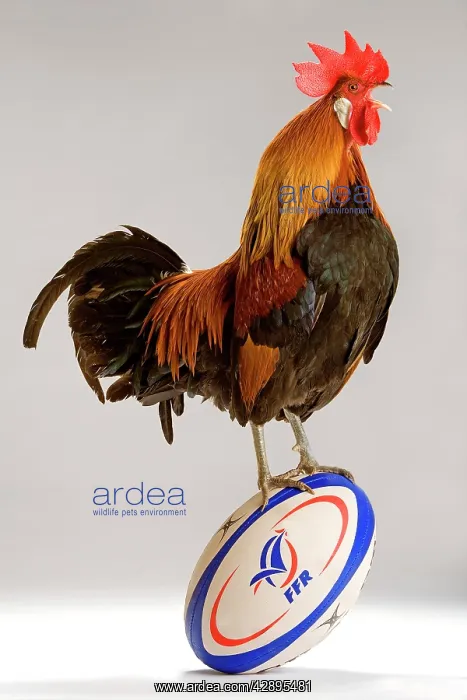 : Chicken - cockerel standing on rugby ball in studio : Chicken - cockerel standing on rugby ball in studio