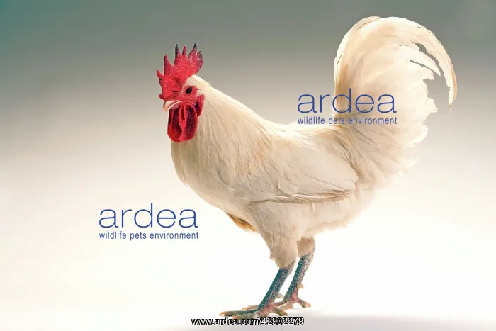  : Chicken - Cockerel - white hybrid in studio
