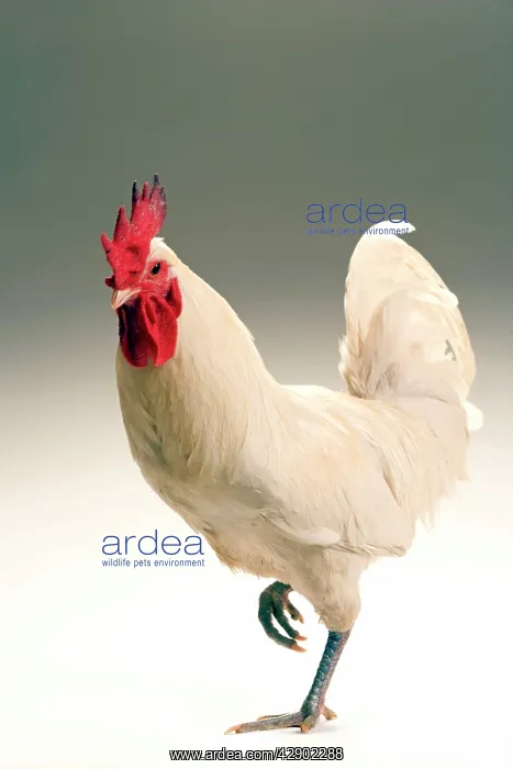  : Chicken - Cockerel - white hybrid in studio