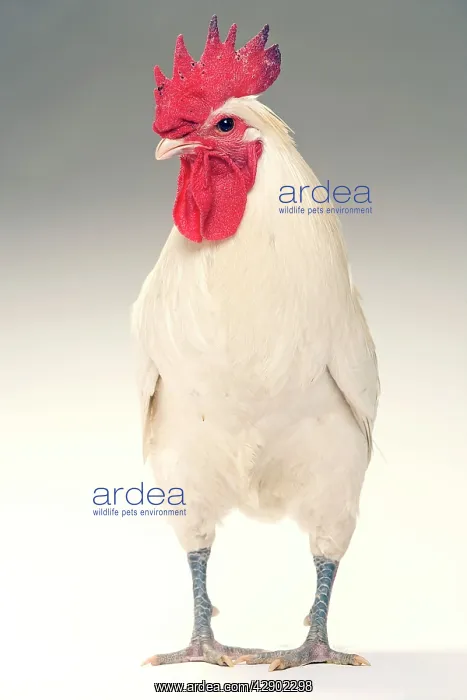  : Chicken - Cockerel - white hybrid in studio