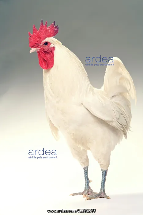  : Chicken - Cockerel - white hybrid in studio
