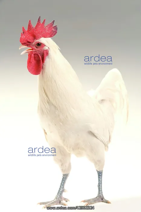  : Chicken - Cockerel - white hybrid in studio
