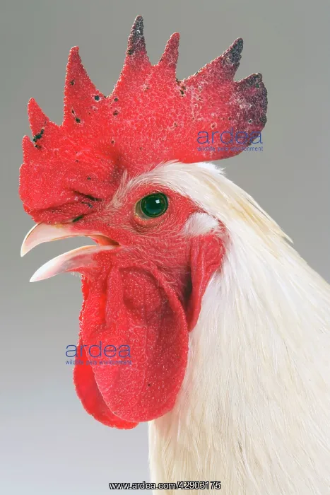 : Chicken - Cockerel - white hybrid in studio