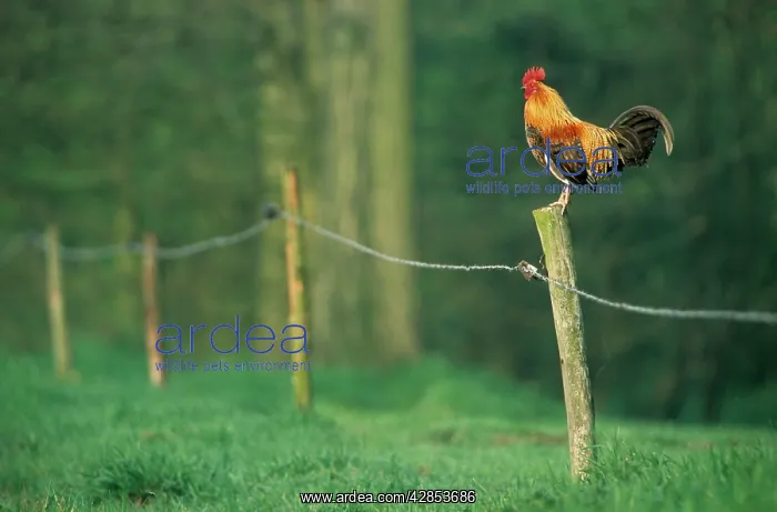 : Chicken - colourful cockerel crowing on fence in garden : Chicken - colourful cockerel crowing on fence in garden