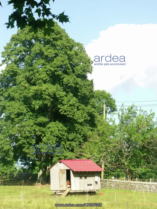 : Chicken Coop : Chicken Coop