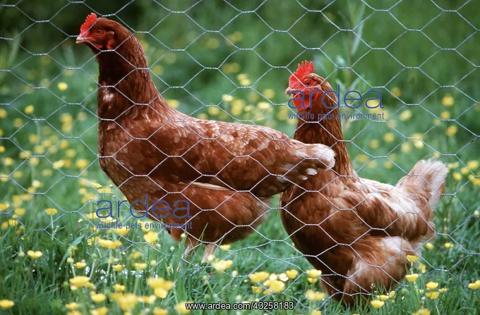 : CHICKEN cross breed - Rhode Island Red x White Leghorn : CHICKEN cross breed - Rhode Island Red x White Leghorn