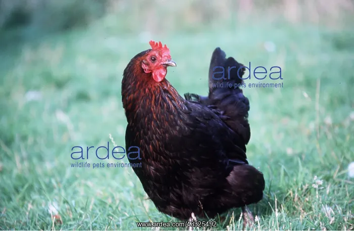 : CHICKEN - Dark Brown Hen : CHICKEN - Dark Brown Hen