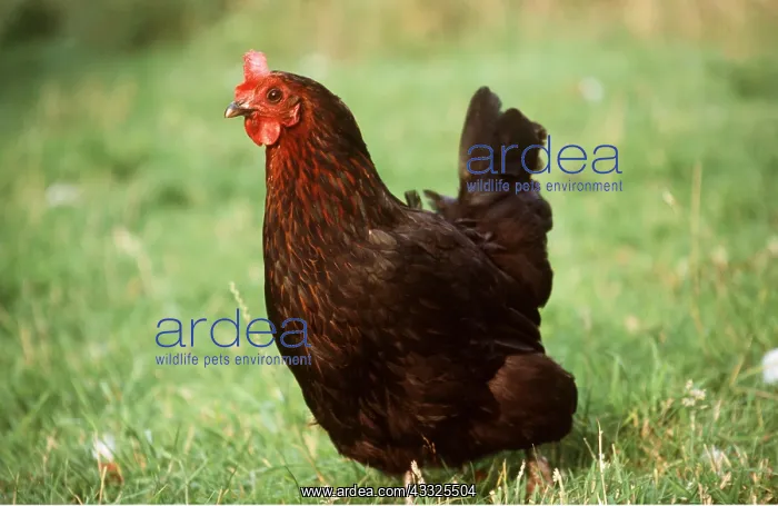 : CHICKEN - DARK BROWN HEN : CHICKEN - DARK BROWN HEN