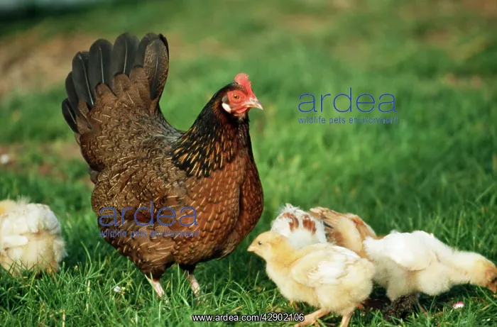  : CHICKEN - Domestic chicken with chicks
