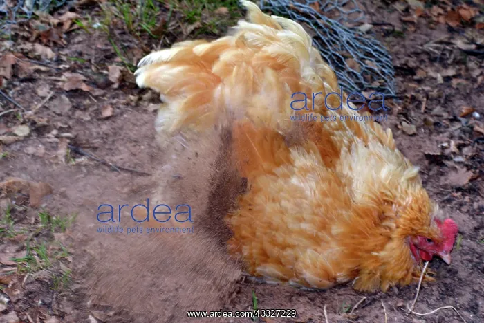 : Chicken - dust bathing : Chicken - dust bathing