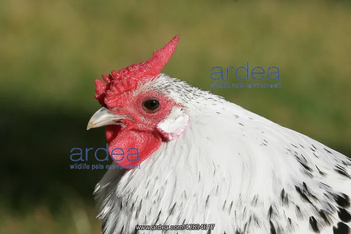  : Chicken - Dwarf Cock of Hamburg