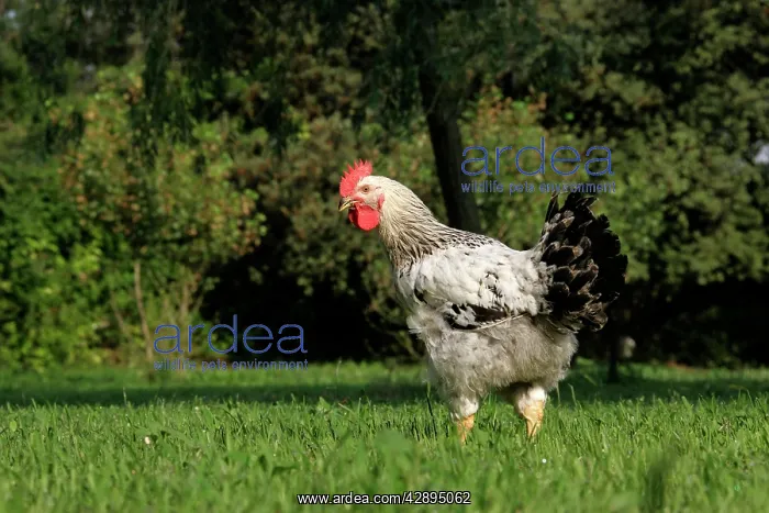  : Chicken - Dwarf Cock of Hamburg