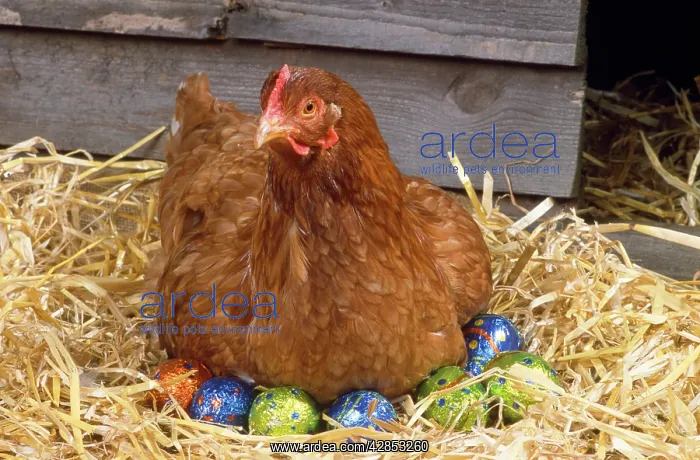  : Chicken - on easter eggs