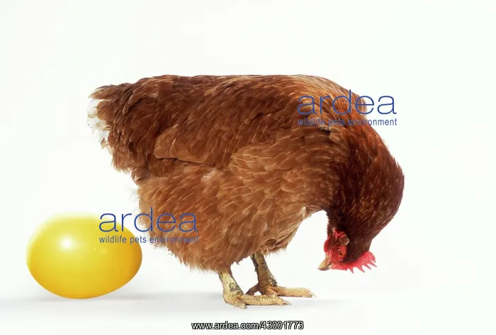 : Chicken & Egg : Chicken & Egg