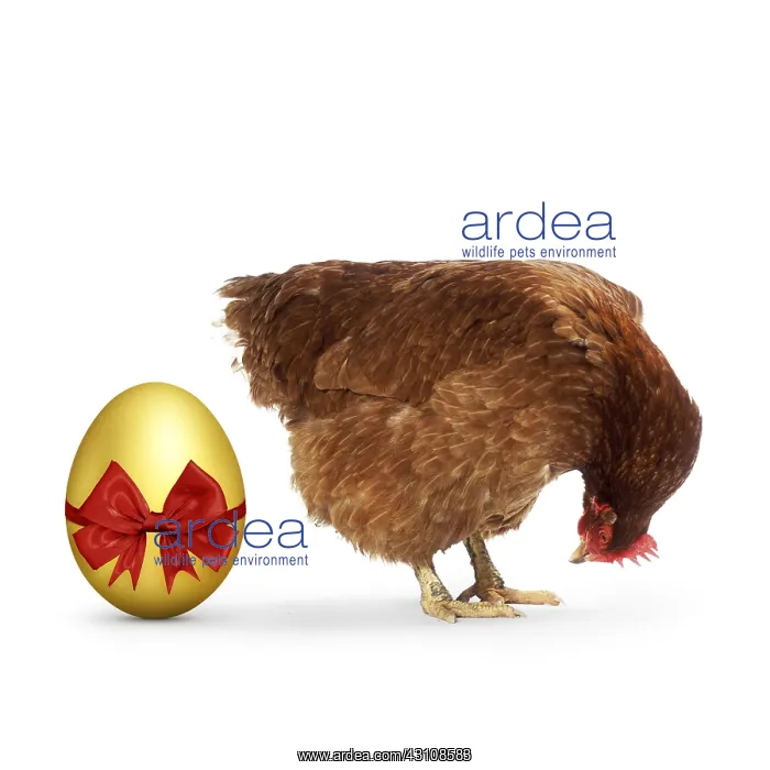 : Chicken - & Egg - golden Chicken - & Egg : Chicken - & Egg - golden Chicken - & Egg