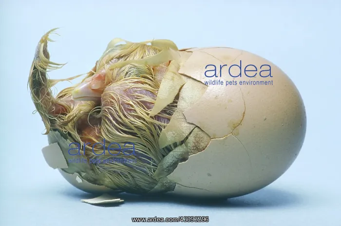 : Chicken egg hatching : Chicken egg hatching
