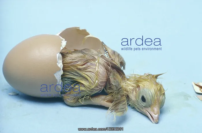 : Chicken egg hatching : Chicken egg hatching
