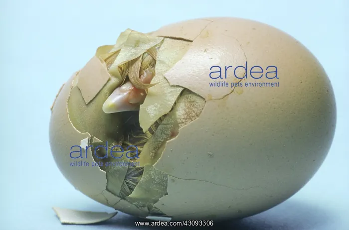 : Chicken egg hatching : Chicken egg hatching