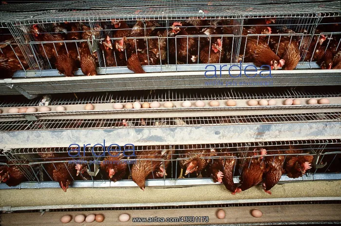 : CHICKEN FARM - BATTERY HENS : CHICKEN FARM - BATTERY HENS