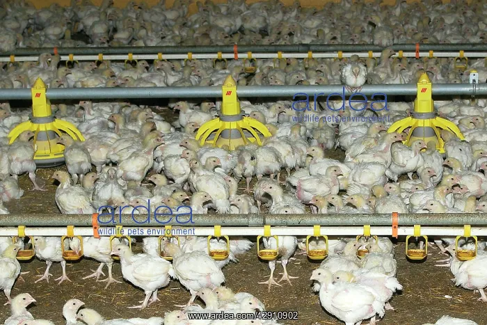: Chicken Farm - chicks being raised for meat. 20 days old : Chicken Farm - chicks being raised for meat. 20 days old