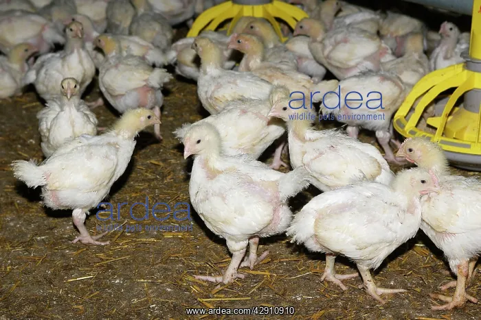 : Chicken Farm - chicks being raised for meat. 20 days old : Chicken Farm - chicks being raised for meat. 20 days old