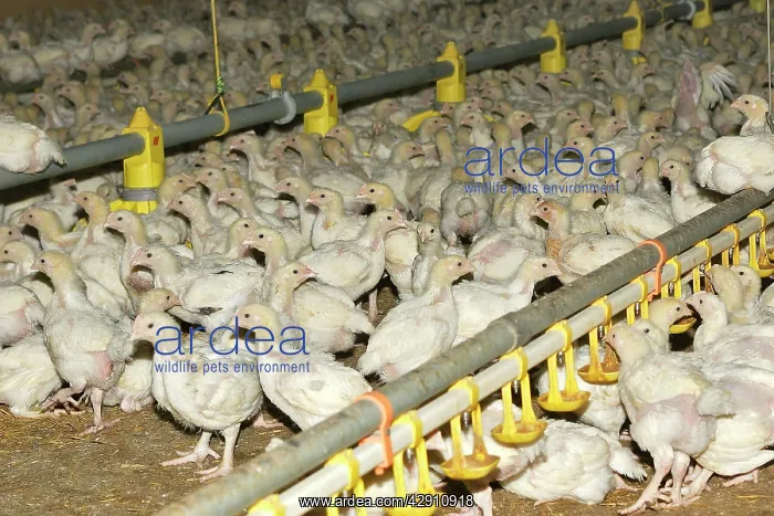 : Chicken Farm - chicks being raised for meat. 20 days old : Chicken Farm - chicks being raised for meat. 20 days old