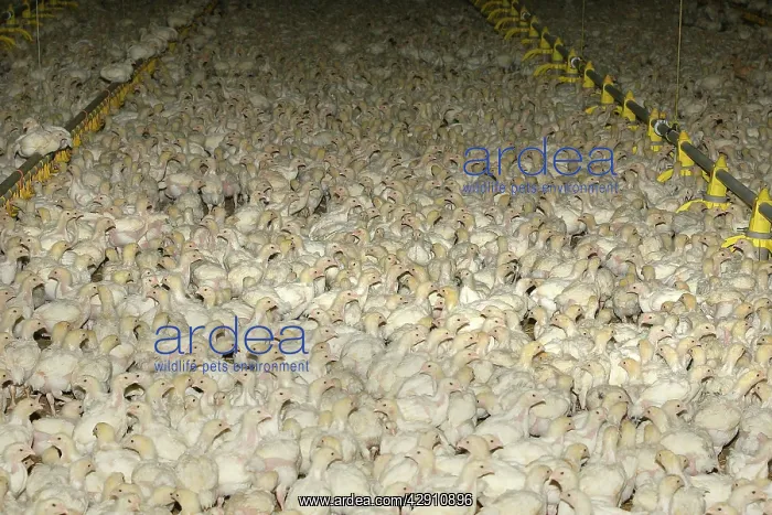 : Chicken Farm - chicks being raised for meat : Chicken Farm - chicks being raised for meat