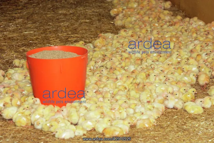 : Chicken Farm - mass of battery chicks being raised : Chicken Farm - mass of battery chicks being raised