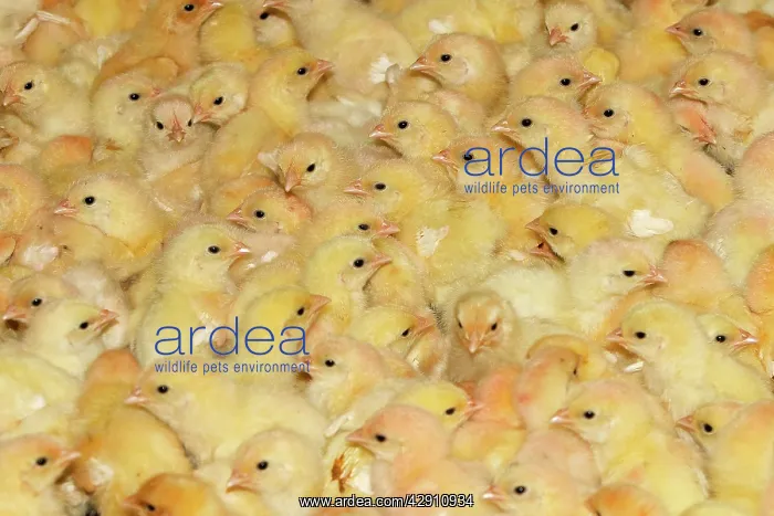 : Chicken Farm - mass of battery chicks being raised : Chicken Farm - mass of battery chicks being raised