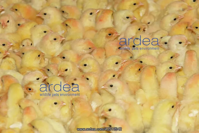 : Chicken Farm - mass of battery chicks being raised : Chicken Farm - mass of battery chicks being raised