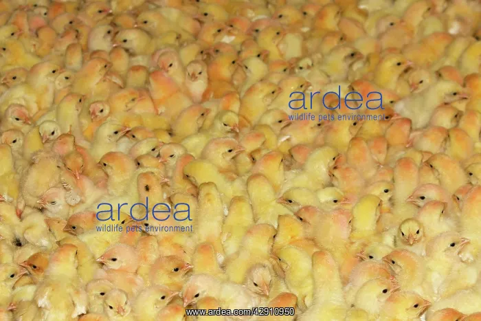 : Chicken Farm - mass of battery chicks being raised : Chicken Farm - mass of battery chicks being raised
