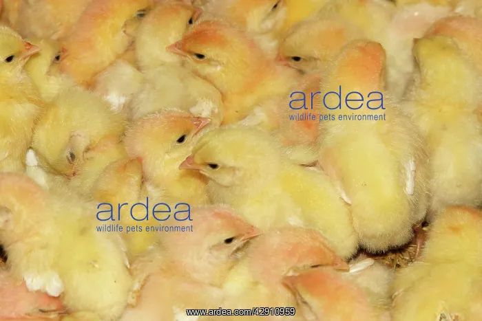 : Chicken Farm - mass of battery chicks being raised : Chicken Farm - mass of battery chicks being raised