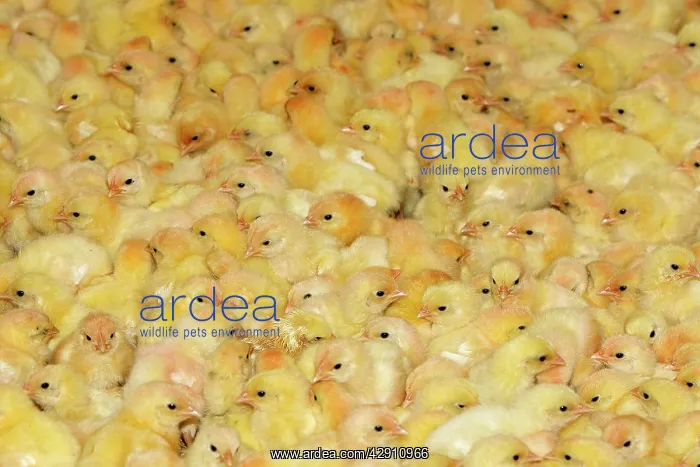 : Chicken Farm - mass of battery chicks being raised : Chicken Farm - mass of battery chicks being raised