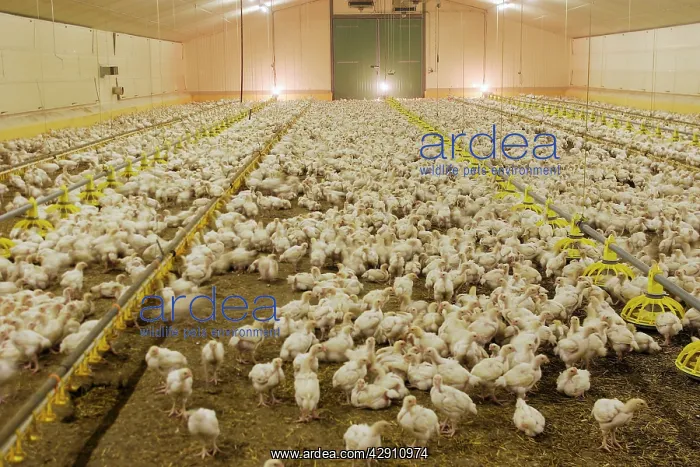 : Chicken Farm - mass of battery chicks being raised : Chicken Farm - mass of battery chicks being raised