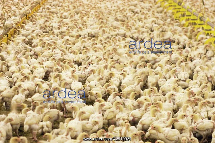 : Chicken Farm - mass of battery chicks being raised : Chicken Farm - mass of battery chicks being raised
