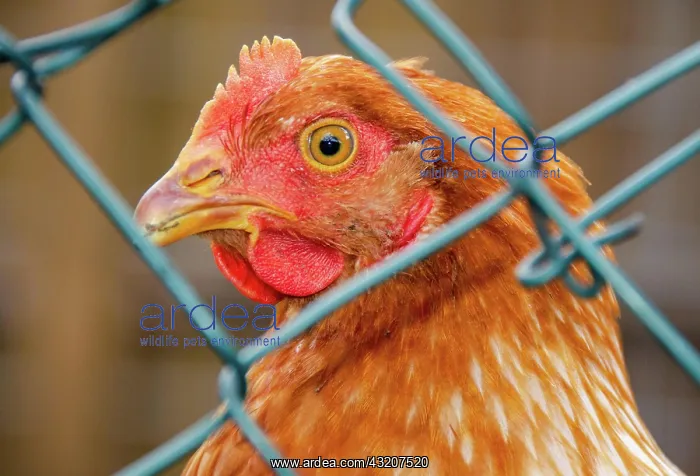 : Chicken fenced in because bird flu, chicken, domestic : Chicken fenced in because bird flu, chicken, domestic