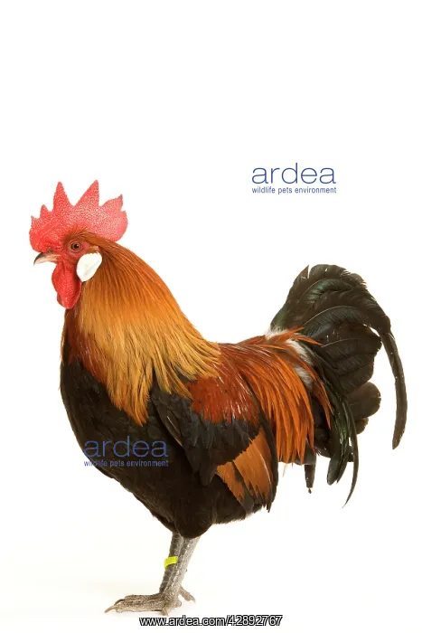  : Chicken - Gallic Rooster  /  Cockerel