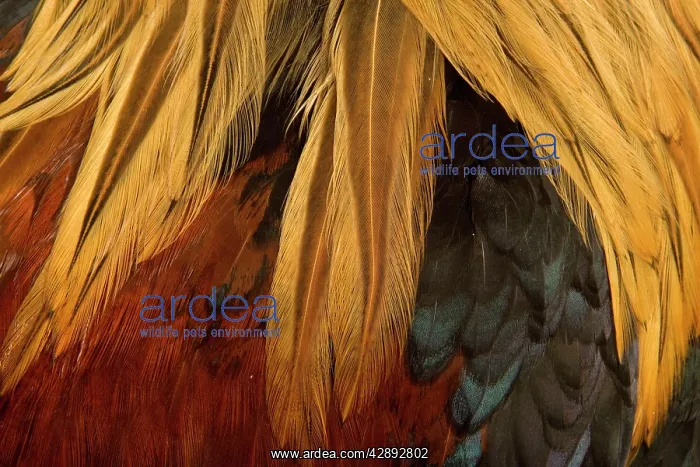: Chicken - Gallic Rooster / Cockerel - close-up of plumage : Chicken - Gallic Rooster / Cockerel - close-up of plumage